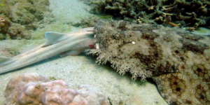 Σπάνια στιγμιότυπα με καρχαρία να τρώει... «συγγενή» του  [εικόνες]