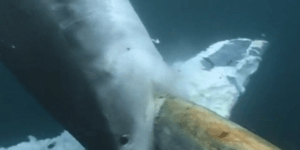 Σοκ: Καρχαρίες τρώνε ζωντανή μία φάλαινα [βίντεο]