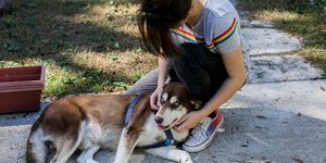 Ο «Σινάτρα» δέχεται τα χάδια της 13χρονης Ρόουζ που τον βρήκε (Φωτογραφία: ΑΡ)