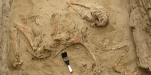 Τάφος ευγενών των Τσιμού ανακαλύφθηκε στο Περού και αποκαλύπτει τελετές ανθρωποθ