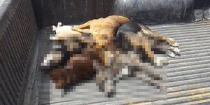 Φωτογραφία: Φιλοζωική Ομάδα Σείριος Ηρακλείου