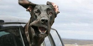 Πρόστιμα «φωτιά» μέχρι και 30.000 ευρώ στους ιδιοκτήτες ζώων που παραβιάζουν το