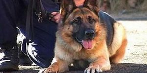 Σκύλος της ΕΛ.ΑΣ. κάνει την ανάγκη του έξω από την πόρτα του υπουργικού συμβουλί