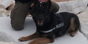 Σκύλος της ΕΛΑΣ/ Φωτογραφία: Twitter