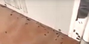 Σκουλήκια σε σχολείο στα Γιαννιτσά