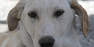 Φωτογραφία: Τατιάνα Μπόλαρη/Eurokinissi