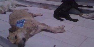 Σοκαρισμένοι οι κάτοικοι του Κιλκίς-Φρικτό θάνατο βρήκαν σκύλοι και γάτες από φό