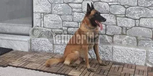 Κανέλλος
