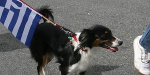 Ενας σκύλος στην παρέλαση (Φωτογραφία: Εurokinissi)