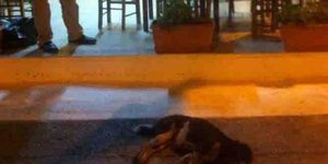 Πρόστιμο 30.000 ευρώ στον ιδιοκτήτη ταβέρνας που σκότωσε αδέσποτη σκυλίτσα