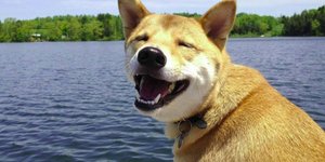 Σκυλίσιες μουσούδες όλο χαρά και χαμόγελα [εικόνες]