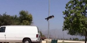 Σκύλος-Τζέιμς Μποντ πραγματοποιεί απίθανα ακροβατικά on camera ! [βίντεο]