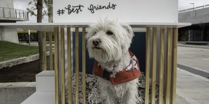 Σκύλος απολαμβάνει τη θαλπωρή σε ένα από τα σπίτια της έκθεσης / Φωτογραφία: dara.org.ar