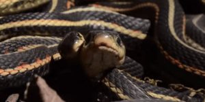 Ανατριχιαστικό θαύμα: Η μεγαλύτερη ετήσια συγκέντρωση φιδιών στον κόσμο [βίντεο]