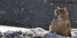 Γιατί κάνει κρύο το χειμώνα: Δορυφόρος κατέγραψε την αλλαγή των εποχών [εικόνα]