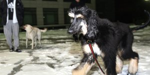 Ο Σνούπι έγινε το 2005 ο πρώτος κλωνοποιημένος σκύλος στην ιστορία (Φωτογραφία: ΑΡ) 