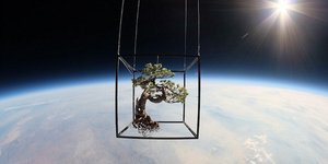Εντυπωσιακές εικόνες: Φυτά και λουλούδια αιωρούνται στη στρατόσφαιρα