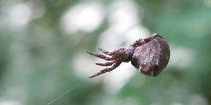 Αραχνοφοβία-Πόλη στη Βραζιλία γέμισε χιλιάδες αράχνες [βίντεο]