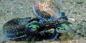 Ο σεξουαλικός μαραθώνιος εξοντώνει τα Αυστραλιανά καλαμάρια [εικόνες]