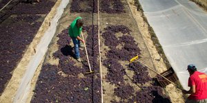 σταφίδα/Φωτογραφία: Eurokinissi