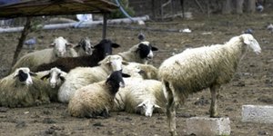 Συμμορίες κλέβουν ανενόχλητες πρόβατα– Δυο αλλοδαποί που πεινούσαν πλήρωσαν τη ν