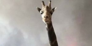 Ο Στάνλεϊ η καμηλοπάρδαλη(Φωτογραφία: Twitter)