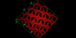 Τεχνητό συκώτι δημιούργησαν με τρισδιάστατο εκτυπωτή Αμερικανοί ερευνητές [εικόν