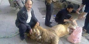 Ακόμη και λιοντάρια από το ζωολογικό κήπο σφάζουν και τρώνε οι πεινασμένοι Σύριο