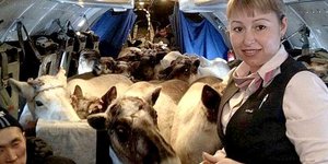 Φωτογραφία: Rusian Lukin- The Siberian Times