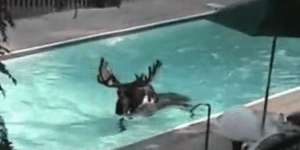 Τι κάνουν τα τετράποδα όταν τα χτυπά ο καύσωνας; Βουτιά στην πισίνα [βίντεο]