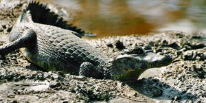 Ο κροκόδειλος Caiman είναι προστατευόμενο είδος/ Φωτογραφία:Wikipedia
