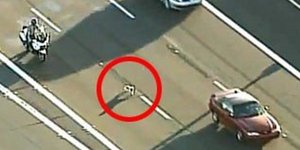 Αστυνομικοί κυνηγούν σκυλάκι σε αυτοκινητόδρομο [βίντεο] 