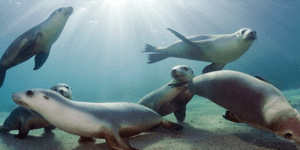 Σπάνιοι θαλάσσιοι λέοντες ποζάρουν με χάρη για τον φωτογραφικό φακό [εικόνες]