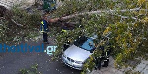 Πτώση δέντρων στη Θεσσαλονίκη (Φωτογραφία: thestival)