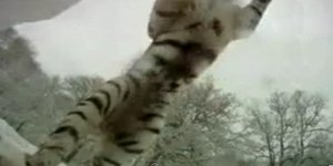 Τίγρεις ορμάνε στην κάμερα κατά τη διάρκεια πειράματος [βίντεο]