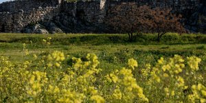 Ανοιξη στην αρχαία Τίρυνθα (Φωτογραφία: Eurokinissi-ΠΑΠΑΔΟΠΟΥΛΟΣ ΒΑΣΙΛΗΣ)