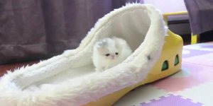 Αυτό είναι το μικρότερο γατί του κόσμου! Ζυγίζει μόλις 45 γραμμάρια! [βίντεο]