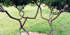 Πως να μετατρέψετε ένα δέντρο σε καρέκλα χωρίς να το κόψετε [εικόνες]