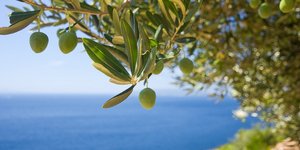 Το βακτήριο ονομάζεται Xylella fastidiosa