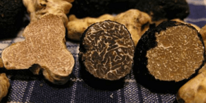 Μαύρα διαμάντια: Γιατί οι τρούφες στοιχίζουν 200 δολάρια το γραμμάριο [εικόνες]