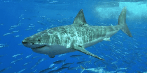 Αγνωστο γιγάντιο κήτος επιτίθεται και τρώει καρχαρία 3 μέτρων [βίντεο]