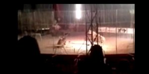 Σοκαριστικό βίντεο - Τίγρης σε τσίρκο επιτίθεται και σκοτώνει τον εκπαιδευτή της