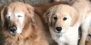 Τυφλός σκύλος με τον σκύλο-οδηγό του (Φωτογραφία: Instagram)