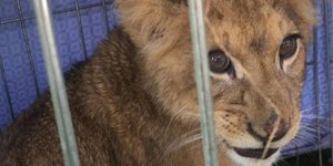 Εγκατέλειψαν λιονταράκι σε κλουβί/ Φωτογραφία: ΑΠΕ/ EPA- PETER KLAVER