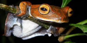 Ιπτάμενος βάτραχος βαμπιρ με κυνόδοντες ανακαλύφθηκε στο Βιετνάμ [εικόνες]