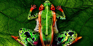 Κι όμως το μάτι ξεγελάει: Αυτό δεν είναι βάτραχος [εικόνες&βίντεο]