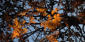 ΦΩΤΟΓΡΑΦΙΑ: EUROKINISSI/ΘΑΝΑΣΗΣ ΚΑΛΛΙΑΡΑΣ