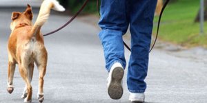 Οι μοντέρνοι Σέρλοκ Χόλμς ψάχνουν τις ακαθαρσίες σκύλων: Δήμαρχος τους προλαμβάν