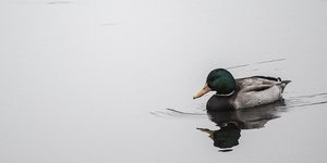 φωτογραφία: pixabay.com