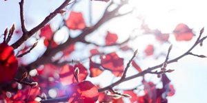 Αίθριος ο καιρός την Πέμπτη: Ηλιοφάνεια σε όλη τη χώρα -Σε μικρή πτώση η θερμοκρ